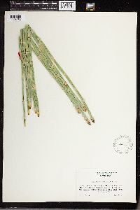 Equisetum laevigatum image