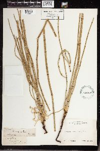 Equisetum laevigatum image