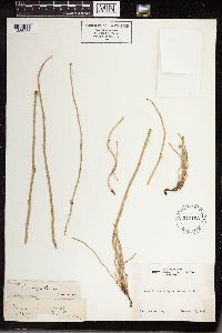 Equisetum laevigatum image