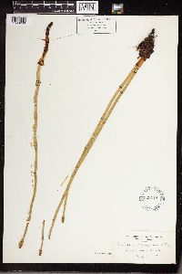 Equisetum laevigatum image