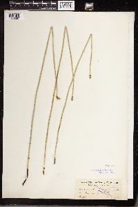 Equisetum laevigatum image
