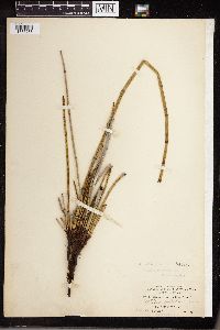 Equisetum laevigatum image