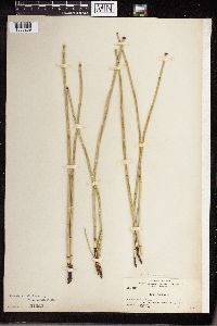 Equisetum laevigatum image