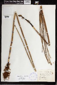 Equisetum laevigatum image