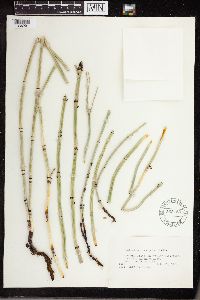 Equisetum laevigatum image