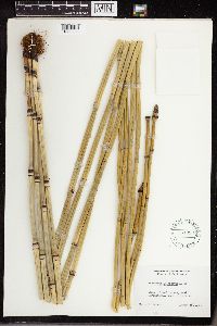 Equisetum laevigatum image