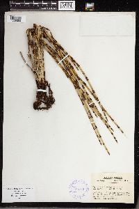 Equisetum laevigatum image