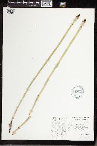 Equisetum laevigatum image