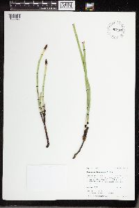Equisetum laevigatum image
