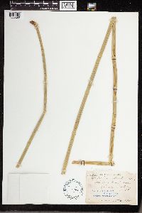 Equisetum laevigatum image