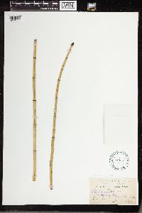 Equisetum laevigatum image