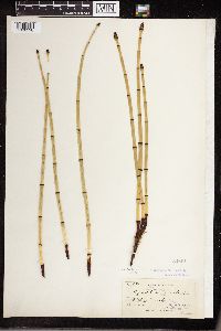 Equisetum laevigatum image