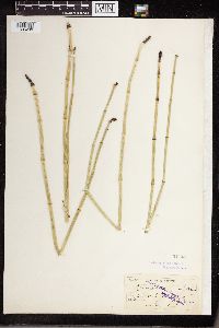 Equisetum laevigatum image