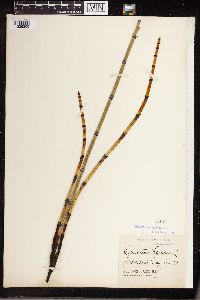 Equisetum laevigatum image