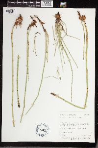 Equisetum laevigatum image