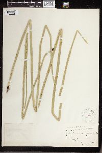 Equisetum laevigatum image