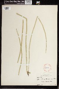 Equisetum laevigatum image