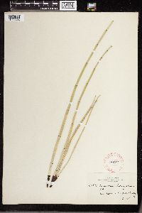 Equisetum laevigatum image