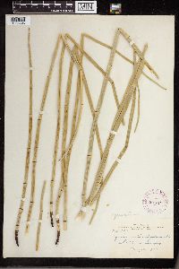 Equisetum laevigatum image