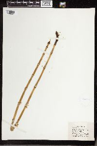 Equisetum laevigatum image