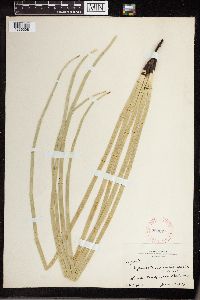 Equisetum laevigatum image