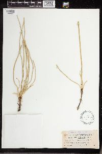 Equisetum laevigatum image