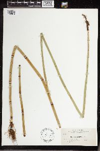 Equisetum laevigatum image