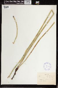 Equisetum laevigatum image