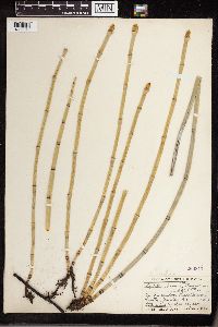Equisetum laevigatum image