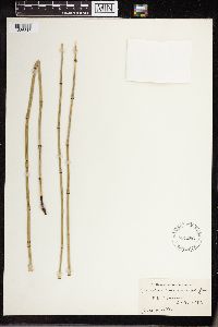 Equisetum laevigatum image