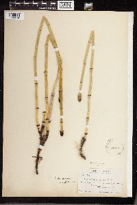 Equisetum laevigatum image