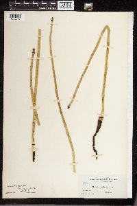 Equisetum laevigatum image