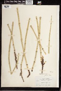 Equisetum laevigatum image