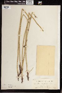 Equisetum laevigatum image