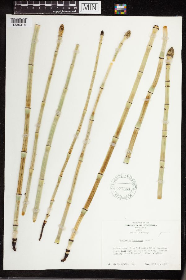 Equisetum laevigatum image