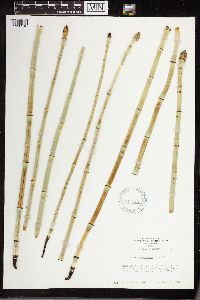 Equisetum laevigatum image
