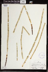 Equisetum laevigatum image