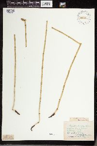 Equisetum laevigatum image