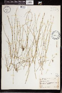 Equisetum palustre image