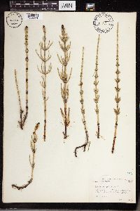 Equisetum palustre image