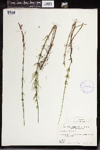 Equisetum palustre image
