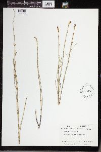 Equisetum palustre image