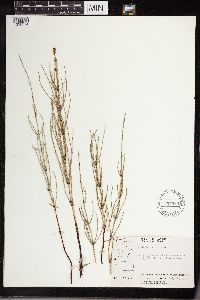 Equisetum palustre image