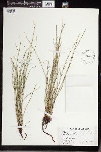 Equisetum palustre image