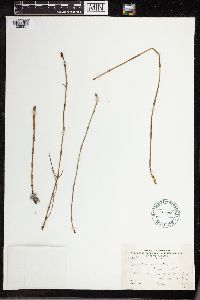 Equisetum palustre image