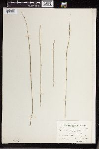 Equisetum palustre image