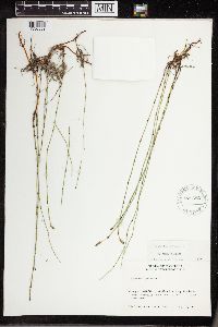 Equisetum palustre image