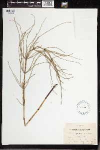Equisetum palustre image