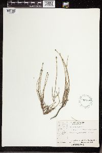 Equisetum palustre image