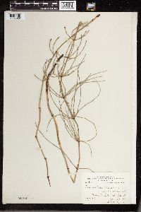 Equisetum palustre image